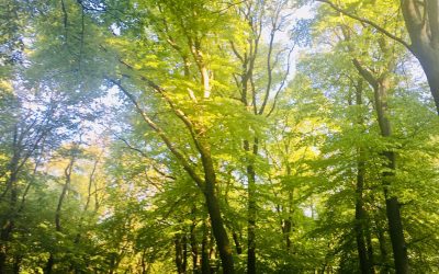 SEBADôVERA – ZMEŇ SVOJ POSTOJ